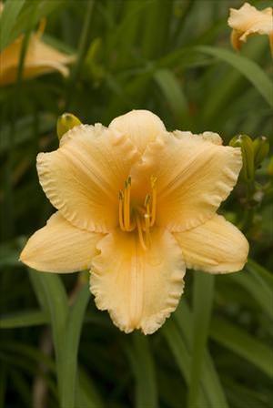 Hemerocallis hybrid 'Apricot Sparkles' Daylily from Moose Crossing Garden Center