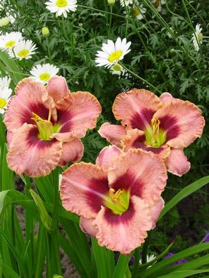 Hemerocallis hybrid 'Daring Deception' Daylily from Moose Crossing Garden Center