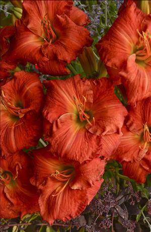 Hemerocallis hybrid 'Desert Flame' Daylily from Moose Crossing Garden Center