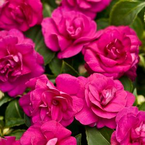 Impatiens walleriana 'Rockapulco Purple' Double Impatiens from Moose Crossing Garden Center