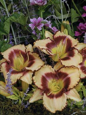Hemerocallis hybrid 'Inwood' Daylily from Moose Crossing Garden Center