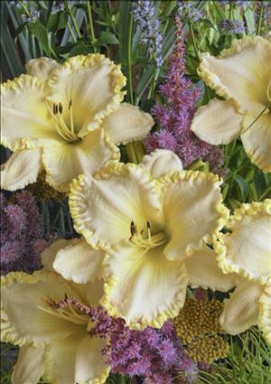 Hemerocallis hybrid 'Marque Moon' Daylily from Moose Crossing Garden Center