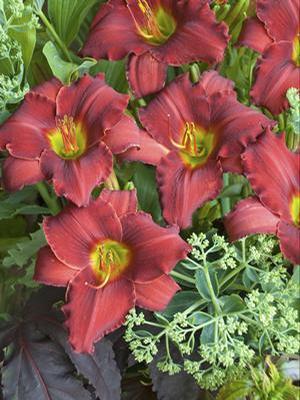 Hemerocallis hybrid 'Red Razzmatazz' Daylily from Moose Crossing Garden Center