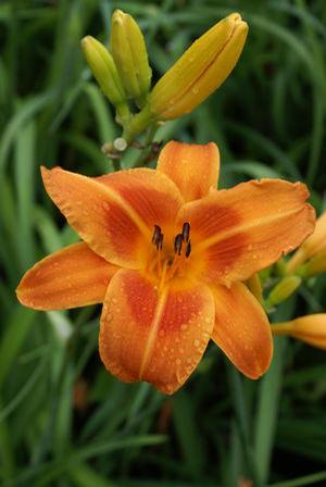 Hemerocallis hybrid 'Rocket City' Daylily from Moose Crossing Garden Center