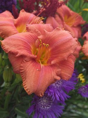 Hemerocallis hybrid 'South Seas' Daylily from Moose Crossing Garden Center