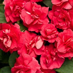 Impatiens walleriana 'Rockapulco Red' Double Impatiens from Moose Crossing Garden Center