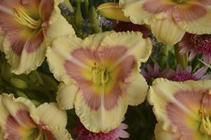 Hemerocallis hybrid 'When My Sweetheart Returns' Daylily from Moose Crossing Garden Center