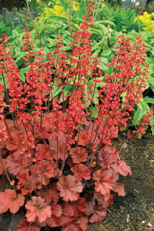Heuchera hybrid 'Cherry Cola' Coral Bells from Moose Crossing Garden Center
