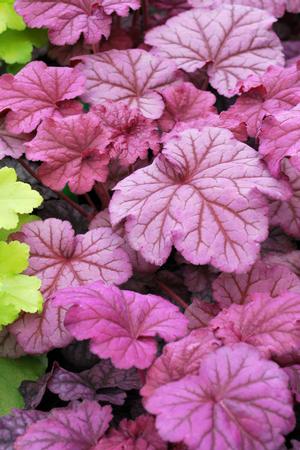 Heuchera hybrid 'Berry Smoothie' Coral Bells from Moose Crossing Garden Center