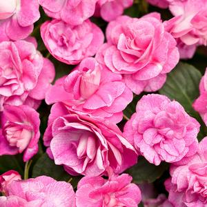 Impatiens walleriana 'Rockapulco Rose' Double Impatiens from Moose Crossing Garden Center