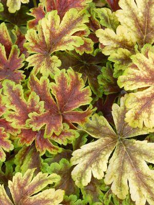 Heucherella hybrid 'Golden Zebra' Foamy Bells from Moose Crossing Garden Center