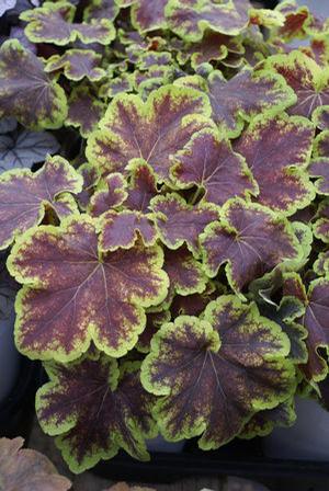 Heucherella hybrid 'Solar Eclipse' Foamy Bells from Moose Crossing Garden Center