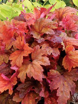 Heucherella hybrid 'Sweet Tea' Foamy Bells from Moose Crossing Garden Center