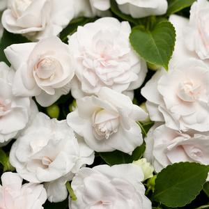 Impatiens walleriana 'Rockapulco White' Double Impatiens from Moose Crossing Garden Center