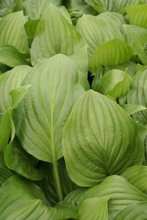 Hosta hybrid 'Royal Standard' Hosta from Moose Crossing Garden Center