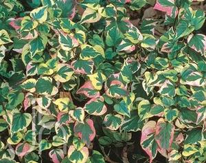 Houttuynia cordata 'Chameleon' Chameleon plant from Moose Crossing Garden Center