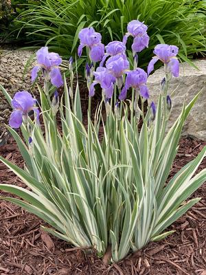 Iris pallida 'Albo Variegated White' Variegated Iris from Moose Crossing Garden Center