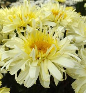 Leucanthemum superbum 'Real Charmer' Shasta Daisy from Moose Crossing Garden Center