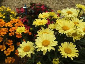 Leucanthemum superbum 'Real Sunbeam' Shasta Daisy from Moose Crossing Garden Center