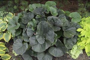 Ligularia dentata 'Midnight Lady' Elephant Ears from Moose Crossing Garden Center