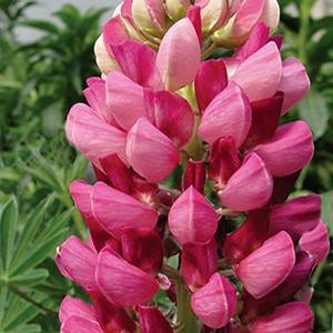 Lupinus regalis 'Morello Cherry' Lupine from Moose Crossing Garden Center