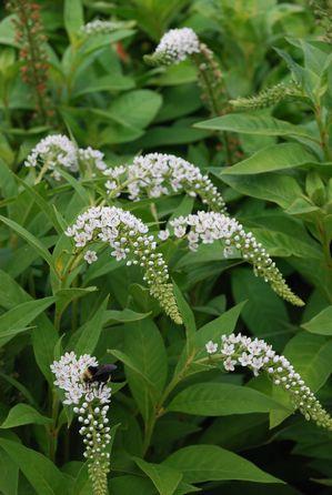 Lysimachia clethroides 'White Gooseneck' White Gooseneck from Moose Crossing Garden Center