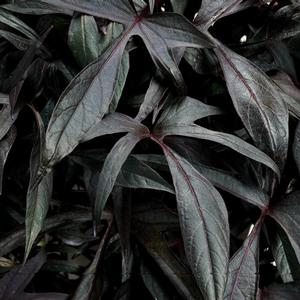 Ipomoea batatas 'Illusion Midnight Lace' Sweet Potato Vine from Moose Crossing Garden Center
