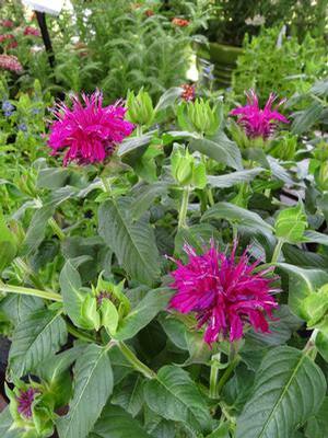 Monarda didyma 'Balmy Purple' Bee Balm from Moose Crossing Garden Center
