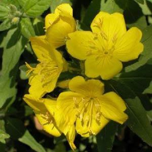 Oenothera tetragona 'Sundrops' Common Sundrops from Moose Crossing Garden Center