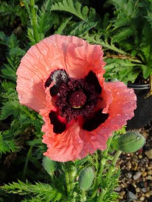 Papaver orientale 'Princess Victoria Louise' Oriental poppy from Moose Crossing Garden Center