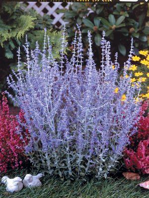 Perovskia atriplicifolia 'Little Spire' Russian Sage from Moose Crossing Garden Center