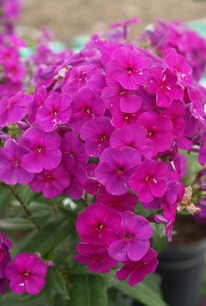 Phlox paniculata 'Flame Purple' Dwarf Garden Phlox from Moose Crossing Garden Center