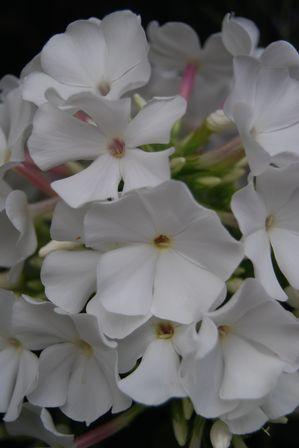 Phlox paniculata 'Flame White' Dwarf Garden Phlox from Moose Crossing Garden Center