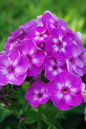Phlox paniculata 'Laura' Tall Garden Phlox from Moose Crossing Garden Center
