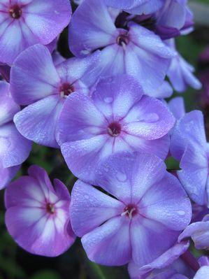 Phlox paniculata 'Blue Paradise' Tall Garden Phlox from Moose Crossing Garden Center