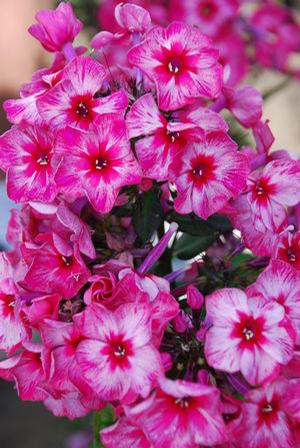 Phlox paniculata 'Fireworks' Tall Garden Phlox from Moose Crossing Garden Center