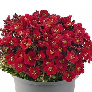 Saxifraga arendsii 'Rocco Red' Rockfoil from Moose Crossing Garden Center