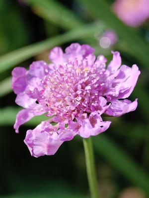 Scabiosa columbaria 'Vivid Violet' Pin cushion flower from Moose Crossing Garden Center