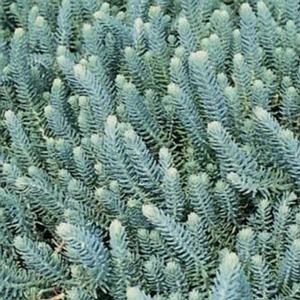 Sedum 'Blue Spruce' Stonecrop from Moose Crossing Garden Center