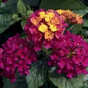 Lantana camara 'Bandana Cherry Sunrise' Lantana from Moose Crossing Garden Center