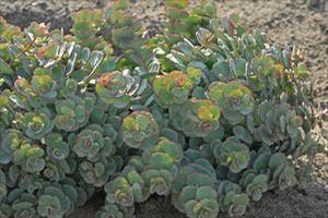 Sedum 'Sieboldii' Stonecrop from Moose Crossing Garden Center