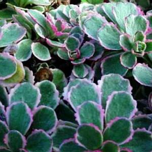 Sedum 'Tricolor' Stonecrop from Moose Crossing Garden Center