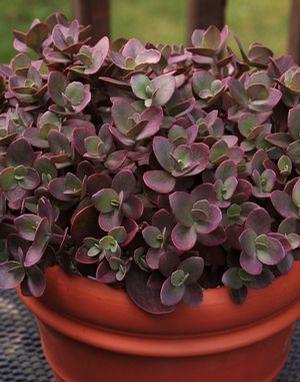 Sedum 'Sun Sparkler Cherry Tart' Stonecrop from Moose Crossing Garden Center