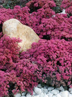 Sedum 'Sun Sparkler Dazzleberry' Stonecrop from Moose Crossing Garden Center