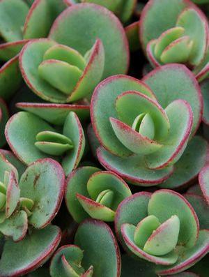 Sedum 'Sun Sparkler Lime Zinger' Stonecrop from Moose Crossing Garden Center