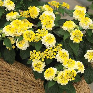 Lantana camara 'Bandana Lemon Zest' Lantana from Moose Crossing Garden Center