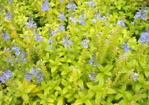 Veronica prostata 'Aztec Gold' Speedwell from Moose Crossing Garden Center