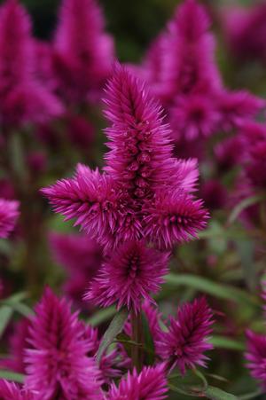 Celosia hybrid 'Intenz' Cockscomb or Woodflowers from Moose Crossing Garden Center
