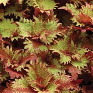 Solenostemon hybrid 'Henna' Coleus from Moose Crossing Garden Center