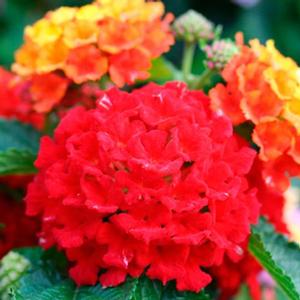 Lantana camara 'Bandana Red' Lantana from Moose Crossing Garden Center